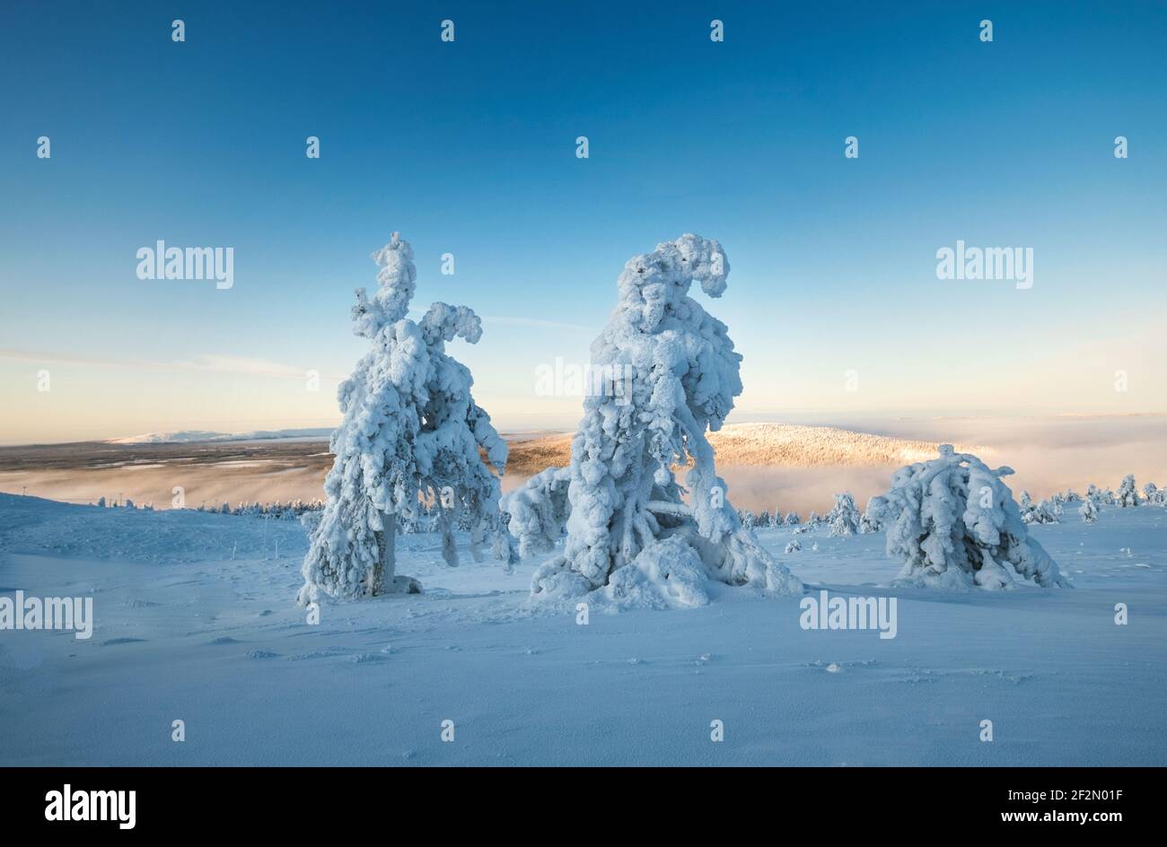 Leví cayó en Laponia, Ártico, Finlandia, Europa Foto de stock