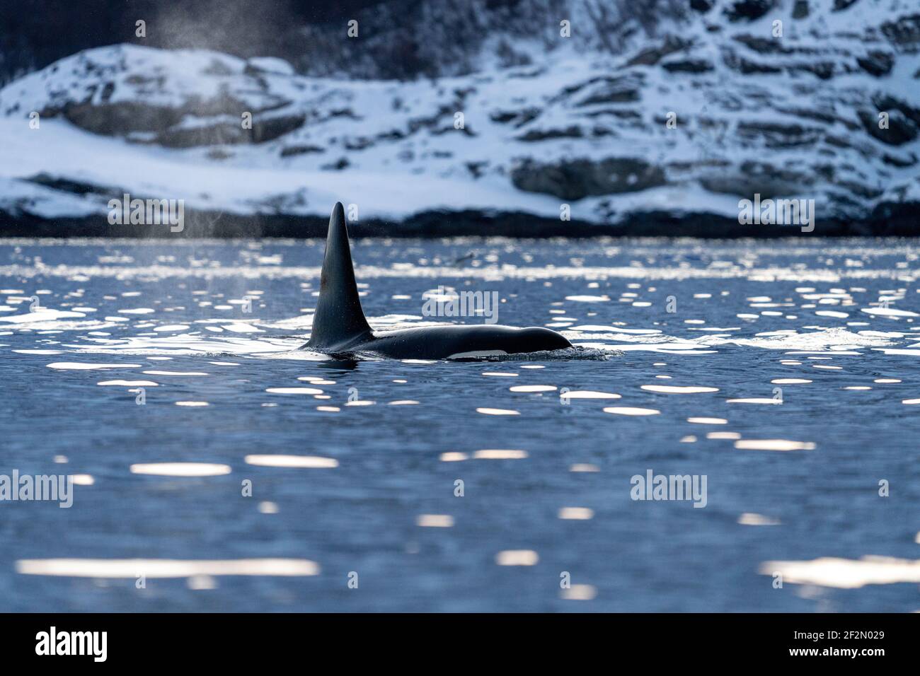 Orca en el Mar de Noruega, Orcinus orca, Ártico, Skjervøy, Noruega, Europa del Norte Foto de stock