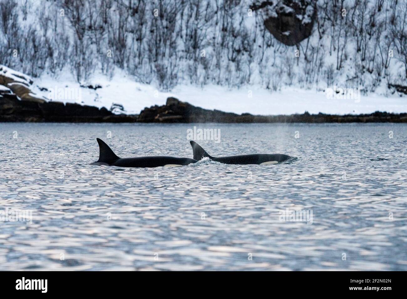 Orcas en el Mar de Noruega, Orcinus orca, Ártico, Skjervøy, Noruega, Europa del Norte Foto de stock