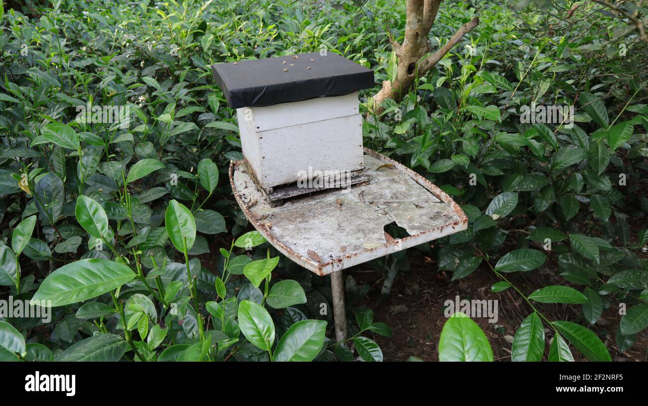 Una caja de apicultor en una plantación de té sobre un hierro apoyo Foto de stock