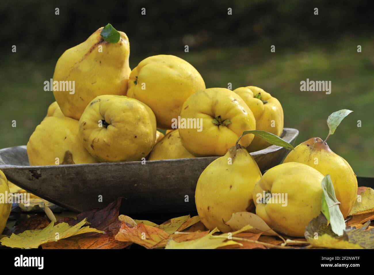Reife Quitten | membrillos maduros Foto de stock