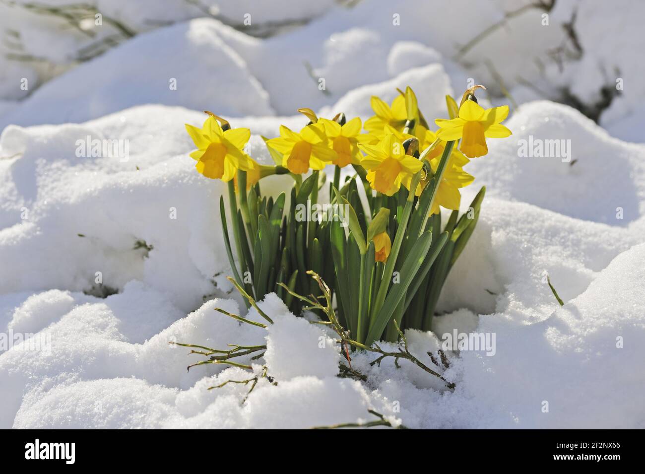 Schnee | Dafodils Osterglocken im en la nieve, la Cuaresma liy Foto de stock