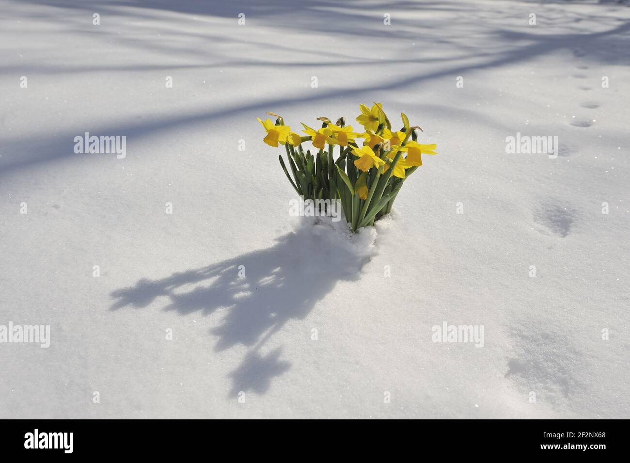 Osterglocken im Schnee | Narcisos en la nieve, la Cuaresma lily Foto de stock
