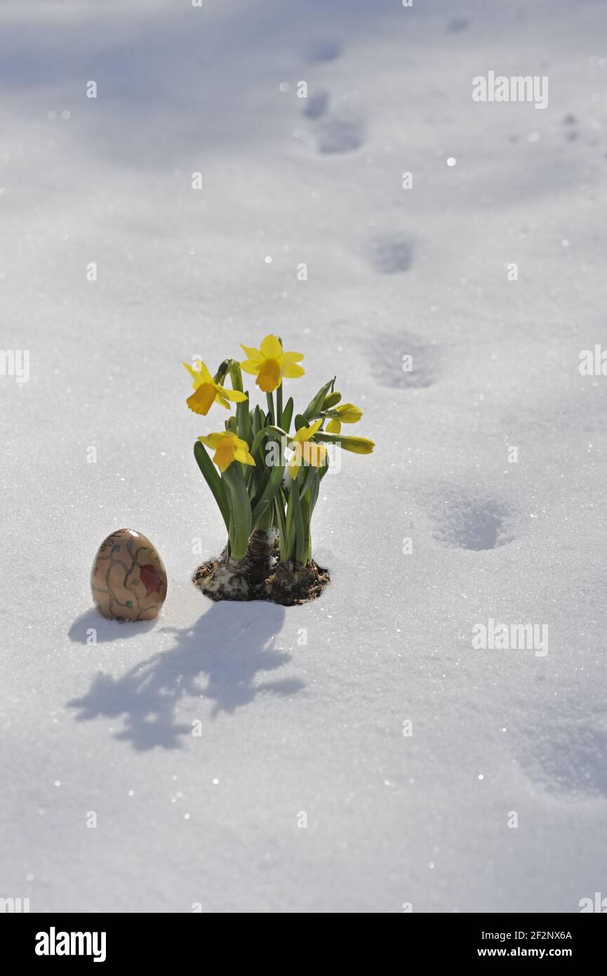 Osterglocken im Schnee mit einem Osterei | Narcisos en la nieve con un huevo de Pascua, la Cuaresma lily Foto de stock