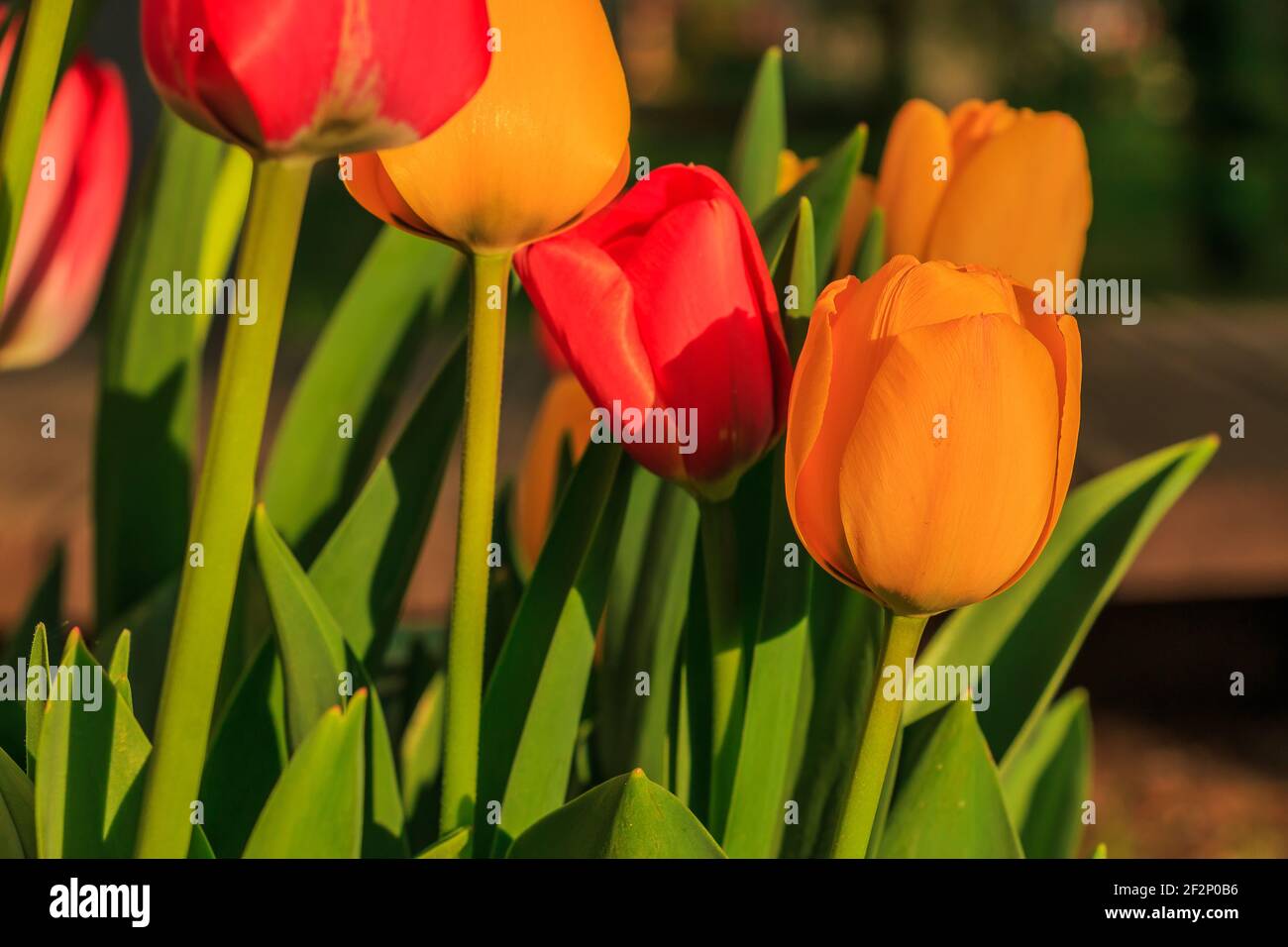 Ramo de tulipanes de colores fotografías e imágenes de alta resolución -  Página 4 - Alamy