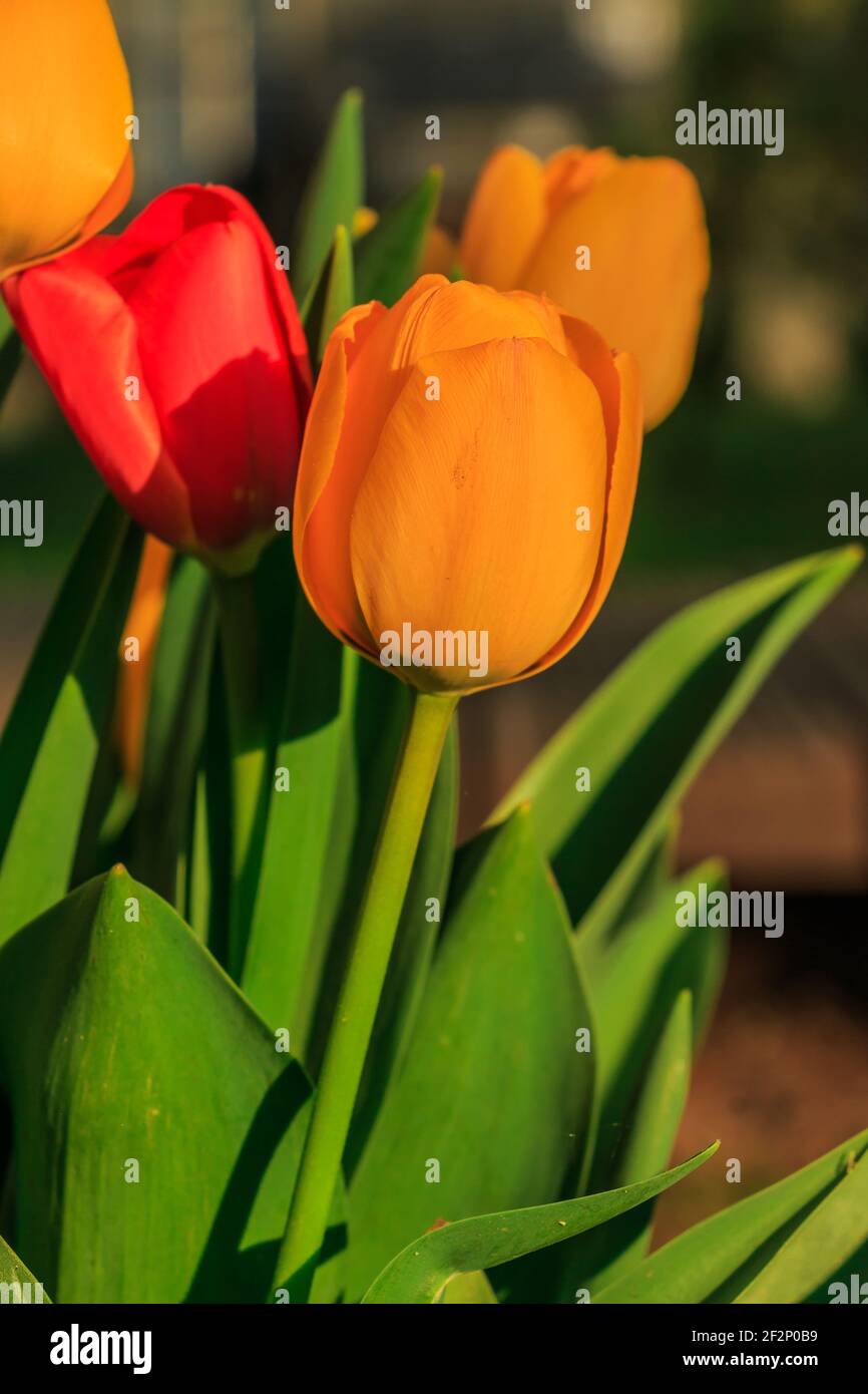 Tulipán con una flor amarilla en primer plano. Detalle de la flor  ligeramente abierta. Tulipán rojo en el fondo. Hojas verdes y tallos de  flores Fotografía de stock - Alamy