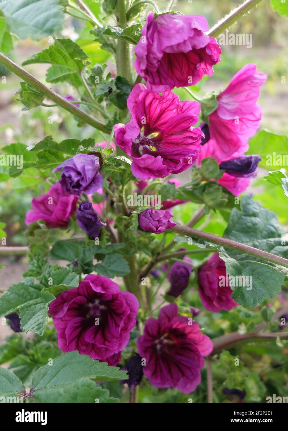 El malva silvestre (Malva sylvestris) con flores rosadas Fotografía de  stock - Alamy