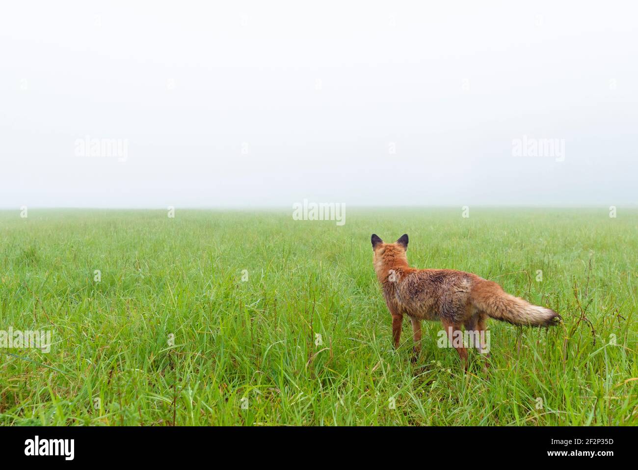 Fox en un prado en la niebla de la mañana, mayo, Hesse, Alemania Foto de stock