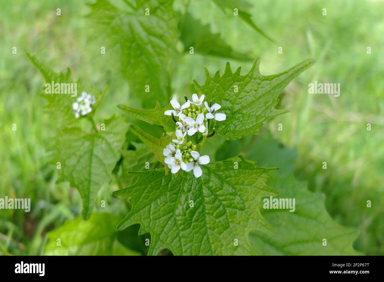 Mostaza de ajo (Alliaria officinalis) con flores blancas Foto de stock