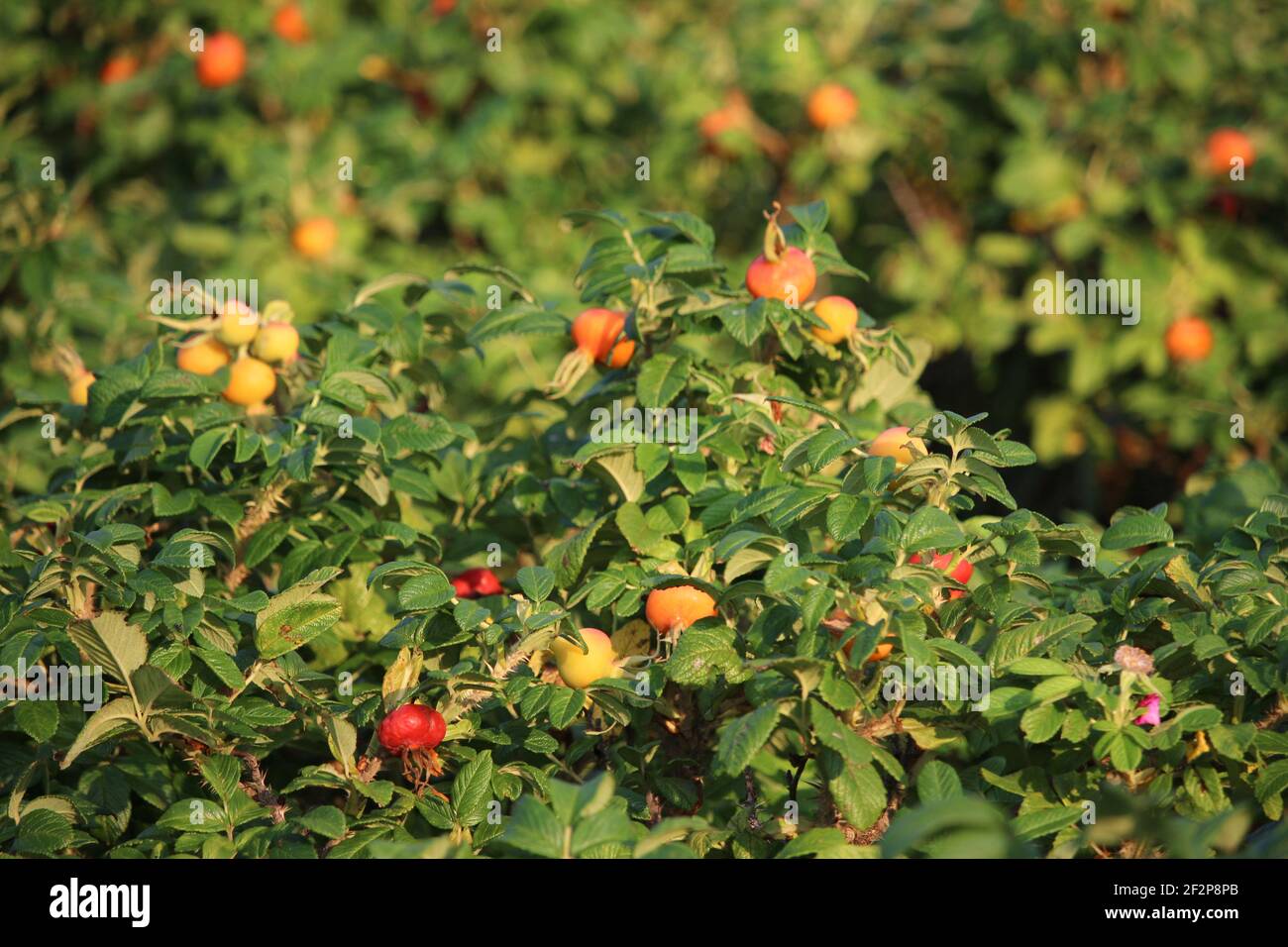 Grandes, maduras caderas de color naranja y rosa amarilla creciendo en un arbusto en un día soleado Foto de stock