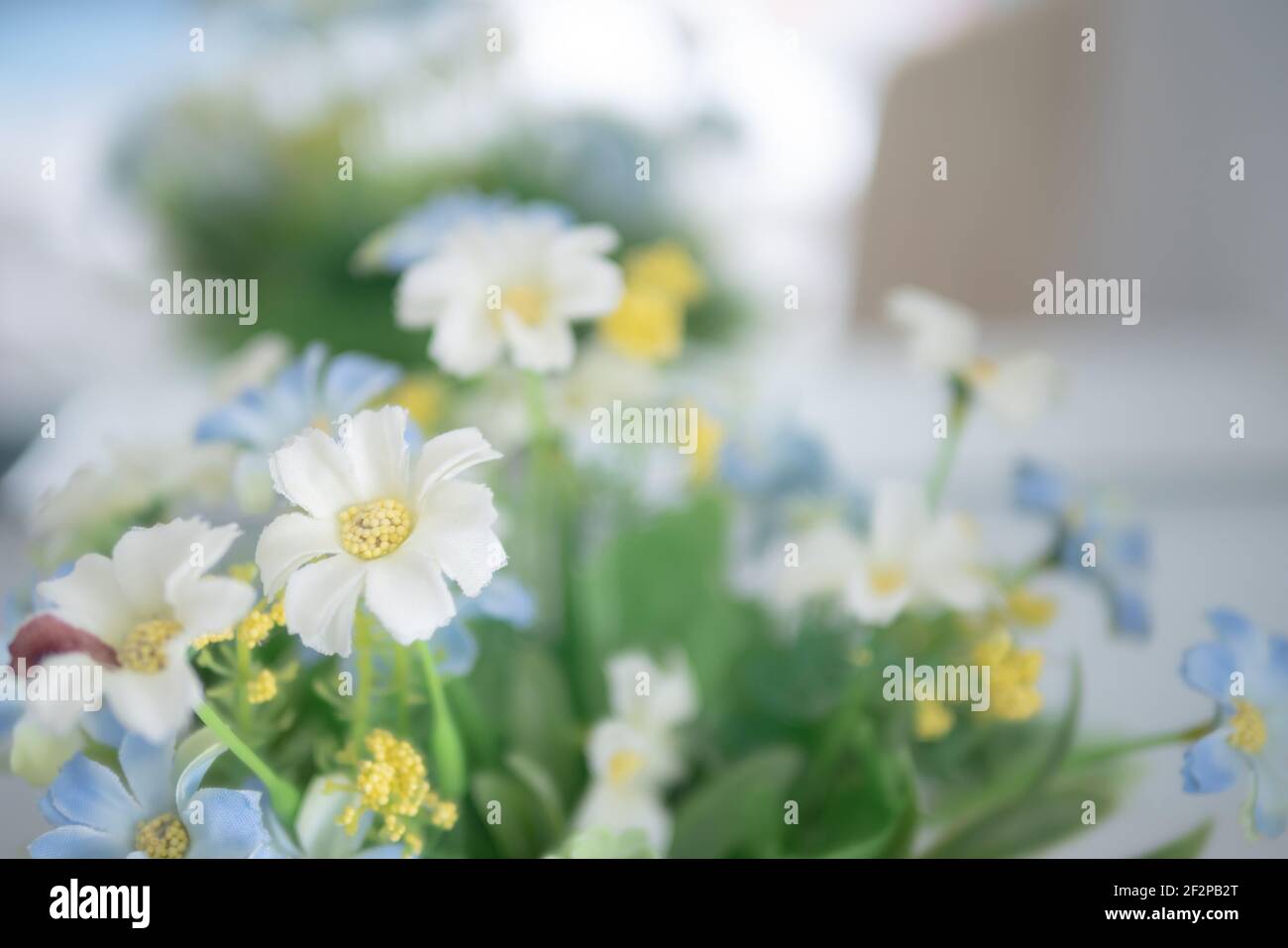Primer plano flores blancas y azules con polen amarillo. Hermoso florecimiento de flor falsa y hoja verde con fondo borroso. Seleccione enfoque profundidad profundidad Foto de stock