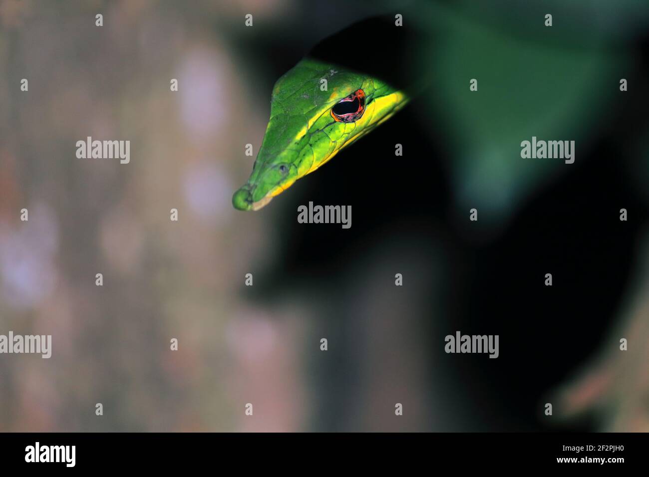 vista de cerca de la hermosa pero venenosa serpiente de látigo de nariz larga o serpiente de vid verde sri lankan (ahaetulla nasuta), selva tropical en la india Foto de stock