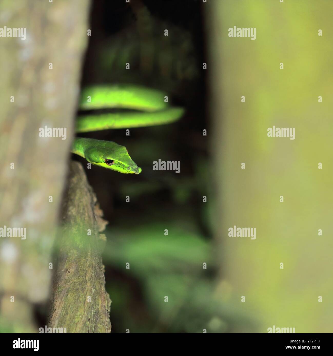 vista de cerca de la hermosa pero venenosa serpiente de látigo de nariz larga o serpiente de vid verde sri lankan (ahaetulla nasuta), selva tropical en la india Foto de stock