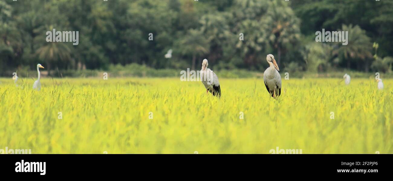 rebaño de cigüeña de pico abierto asiático (anastomus oscitans) en una pradera Foto de stock