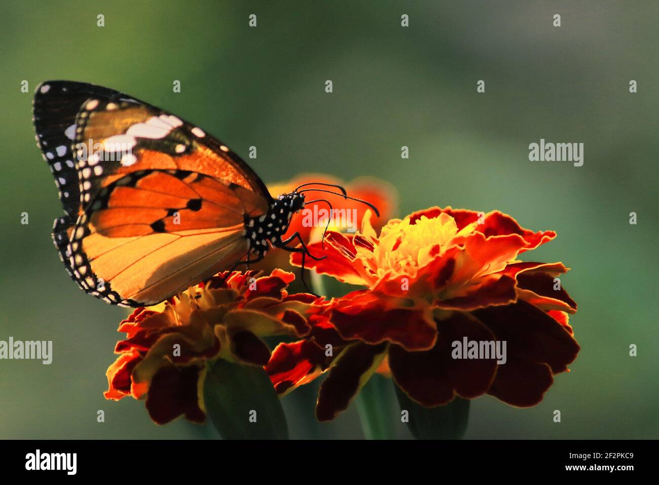 el tigre llano hermoso o la reina africana o la mariposa monarca africana (danaus chrysippus) está recogiendo el néctar de las flores, jardín de la mariposa en la india Foto de stock