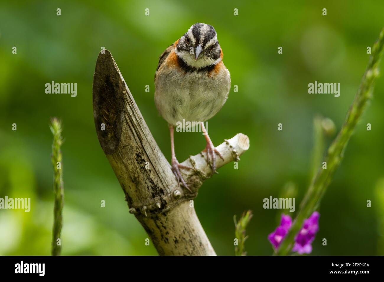 El ave costarricense Rufouscollared o Sparrow andino Zonotrichia