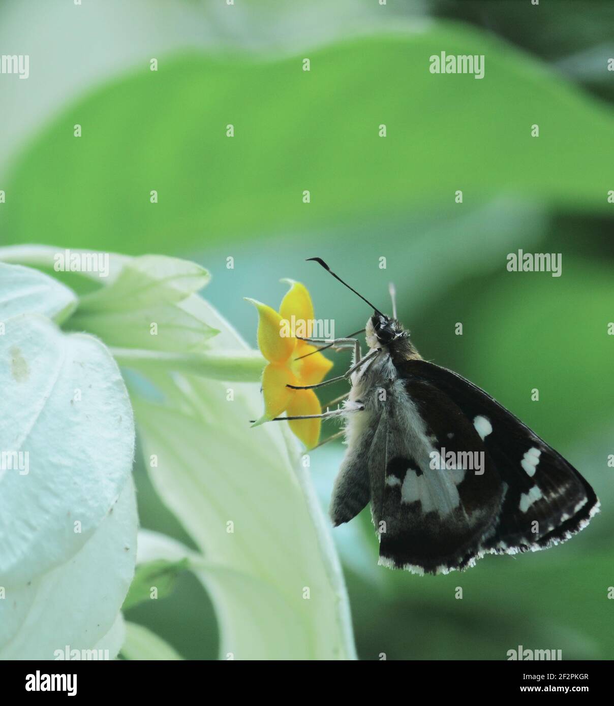 la mariposa del demonio de la hierba o el folus de udaspes está recogiendo néctars de la flor y ayuda a la polinización Foto de stock