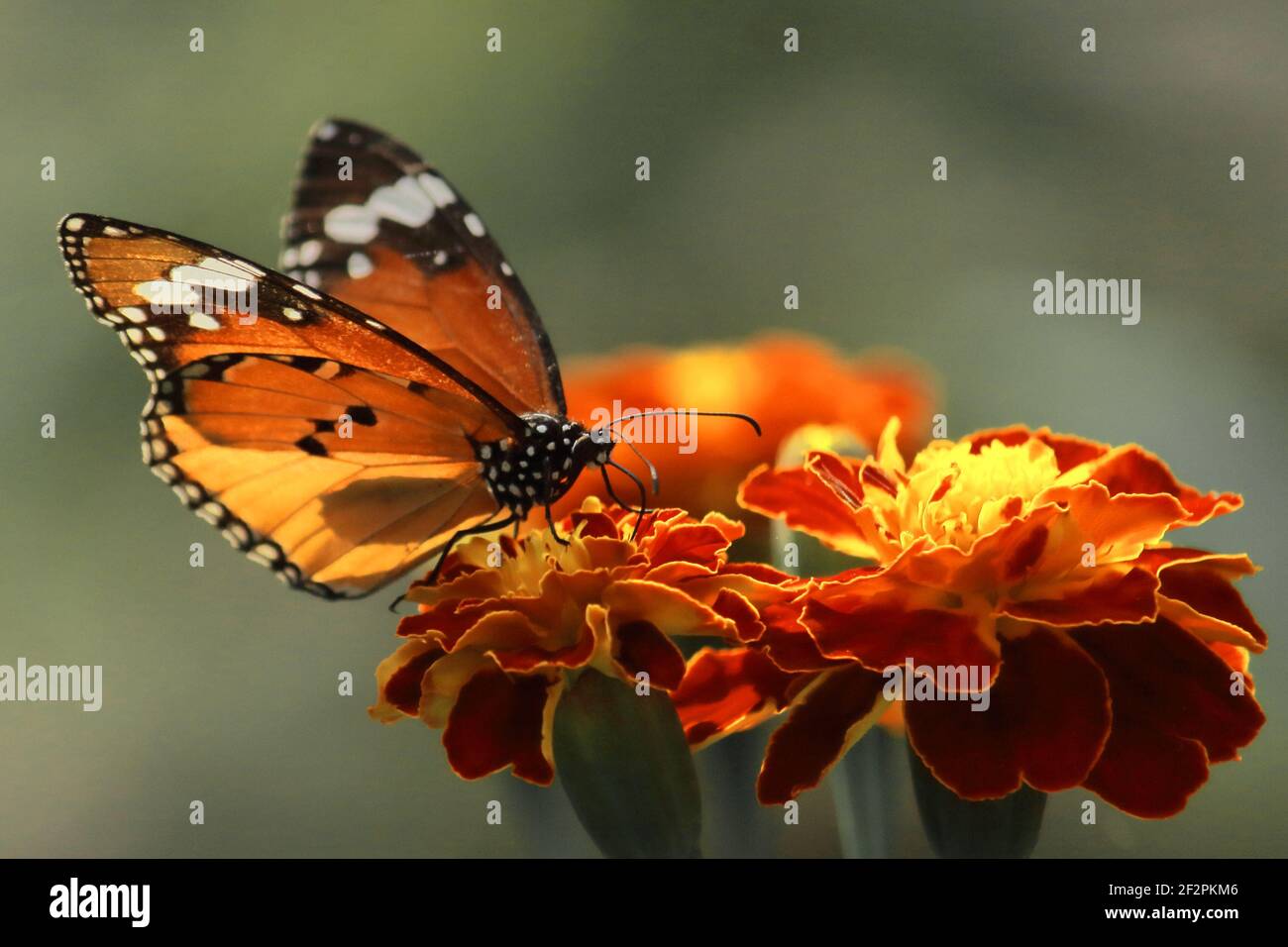 una mariposa femenina de tigre liso o reina africana o monarca africano (danaus chrysippus) está chupar néctar de flores, jardín de mariposas en bengala occidental Foto de stock