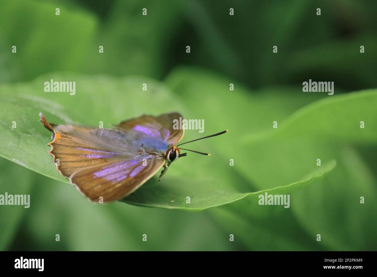 mariposa aberrante de color azul marino o aberrante de color azul silvestre (arhopala abseus) en una hoja verde, en un bosque lluvioso en bengala occidental, india Foto de stock