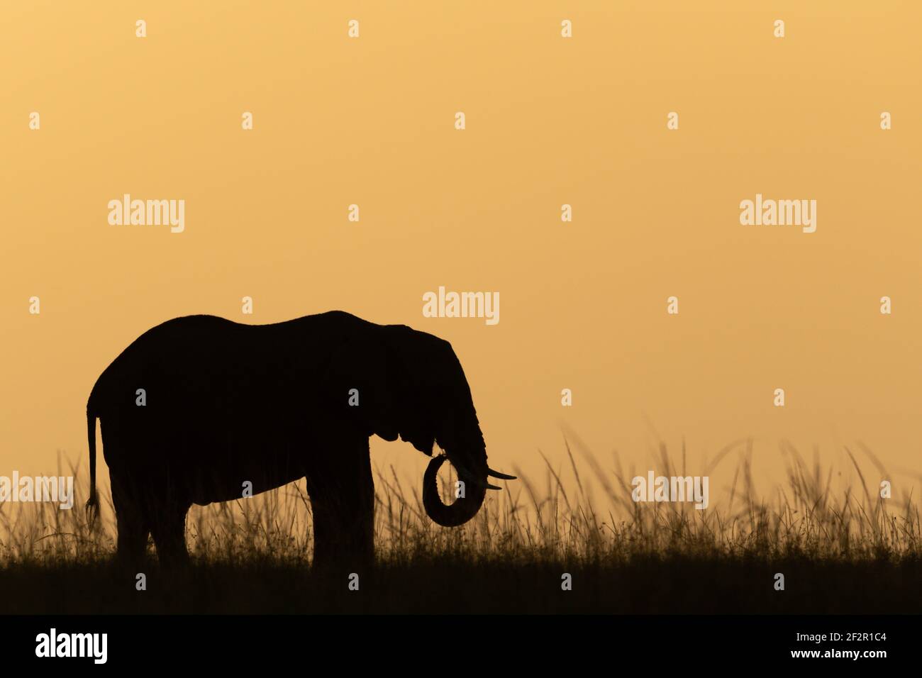 Elefante arbusto africano en el horizonte al atardecer Foto de stock