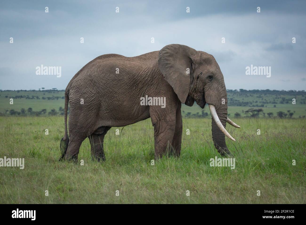 Elefante arbusto africano en el perfil en la pradera Foto de stock