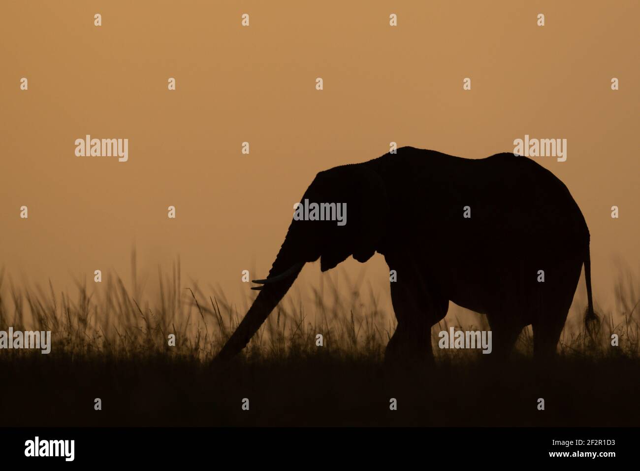 El elefante arbusto africano estira el tronco en el horizonte Foto de stock