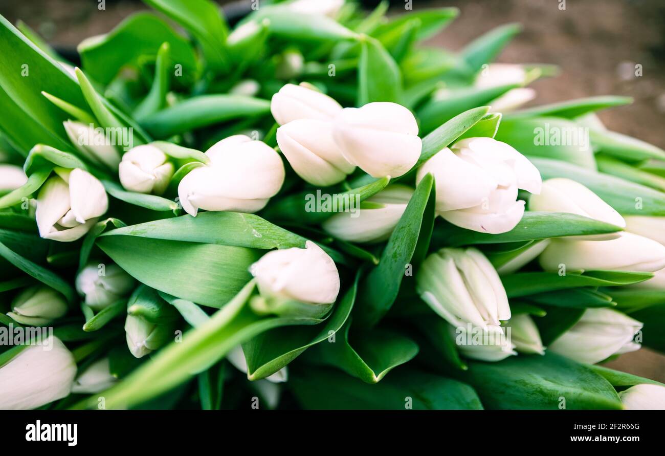 Ramo de tulipanes blancos de cerca, un hermoso ramo de tulipanes en el  fondo de la naturaleza. Paisaje primaveral. Fondo floral Fotografía de  stock - Alamy
