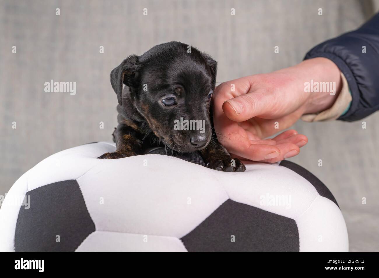 El cachorro Jack Russell Terrier se encuentra sobre una bola de juguete  blanca y negra. Una mano le da al perro tranquilizador. Enfoque selectivo  en Fotografía de stock - Alamy