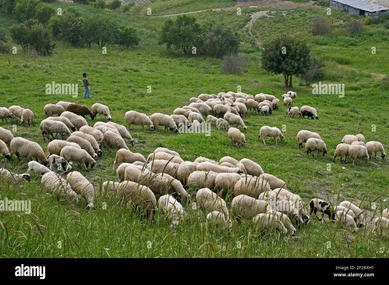 Rebaño de ovejas pastando libremente en el campo de Chipre Foto de stock