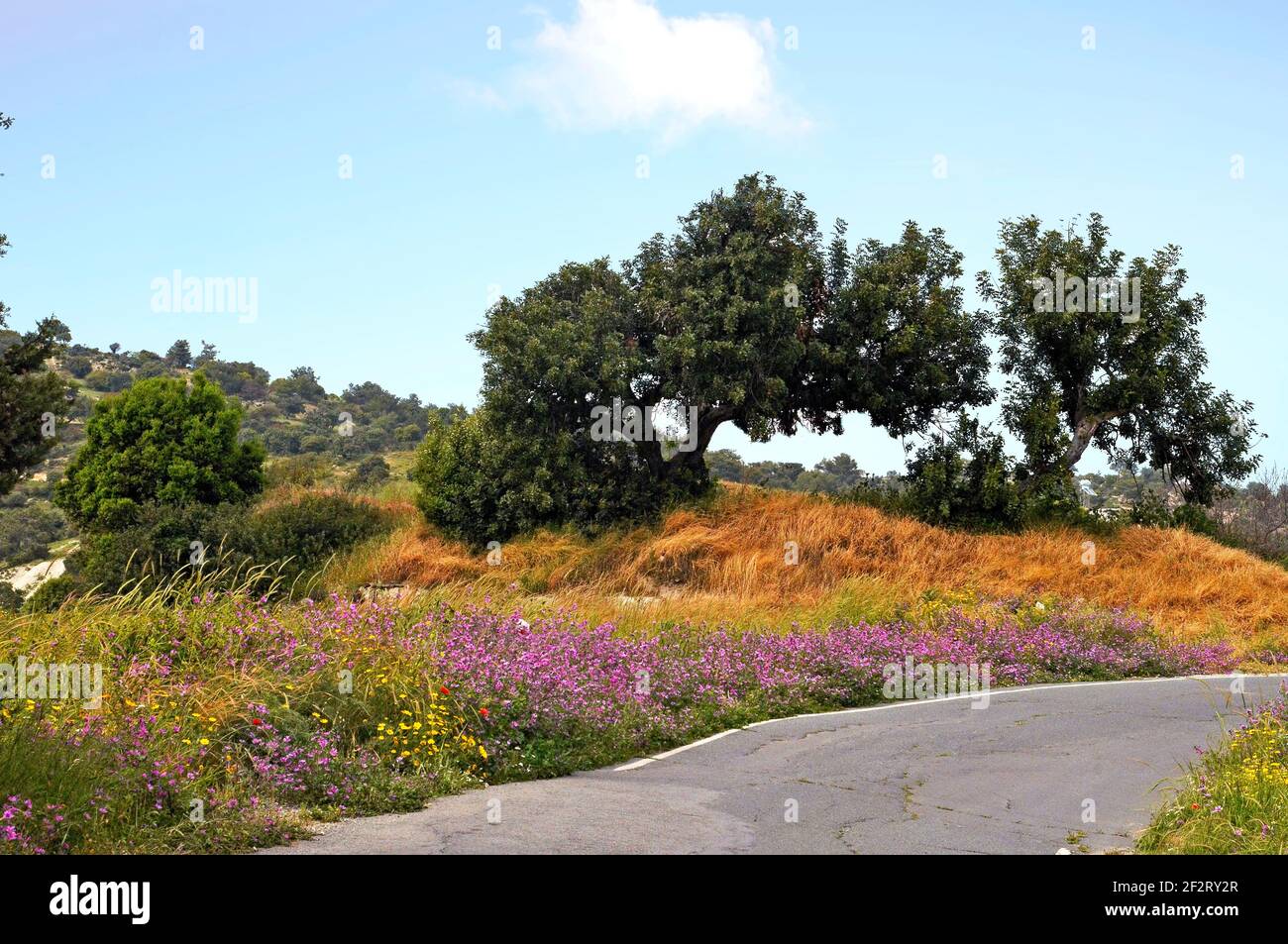 País al borde de la carretera con coloridas flores silvestres y olivos en El campo de Chipre Foto de stock