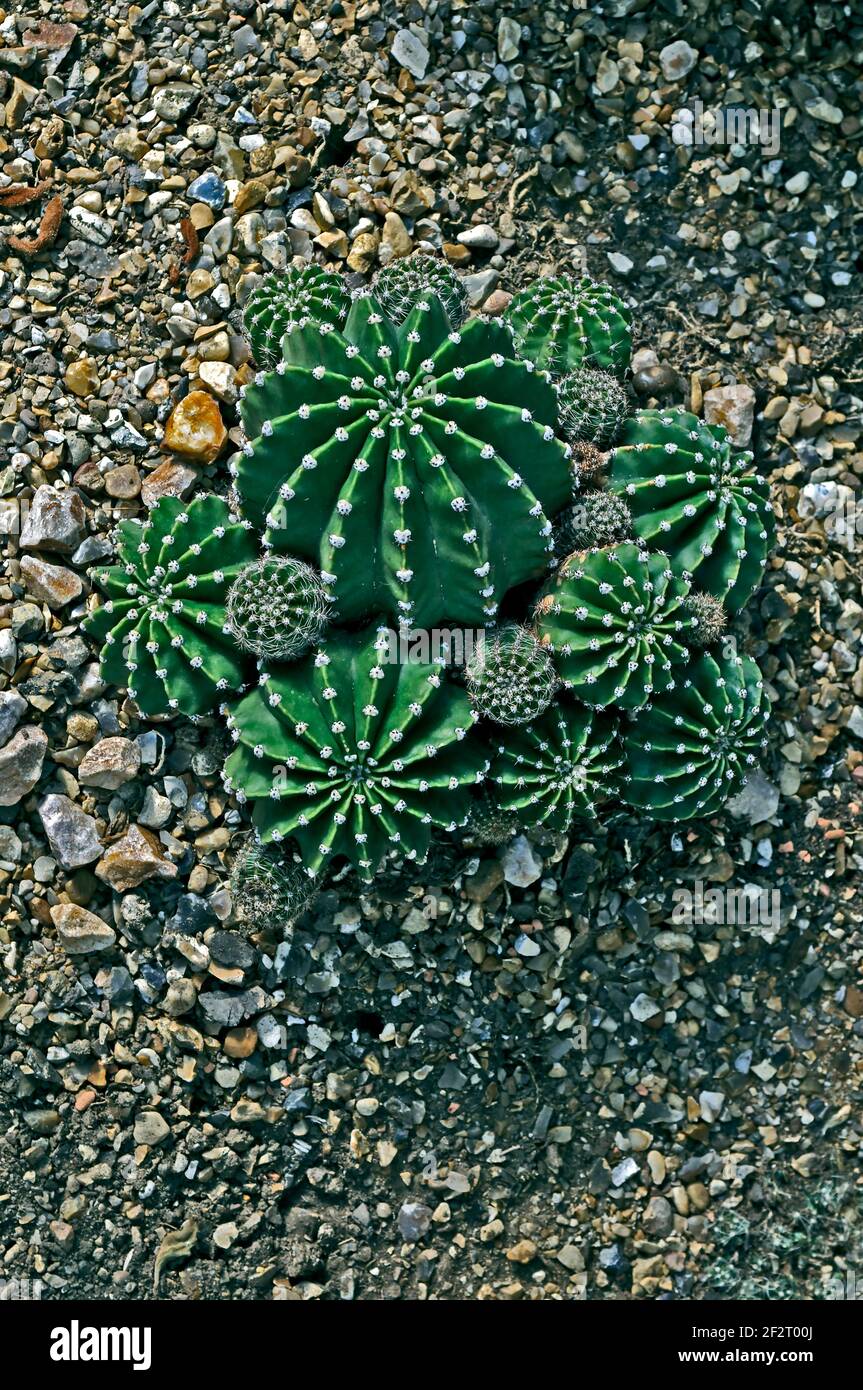 Exposición de cactus Echinopsis oxigona en un jardín seco Foto de stock