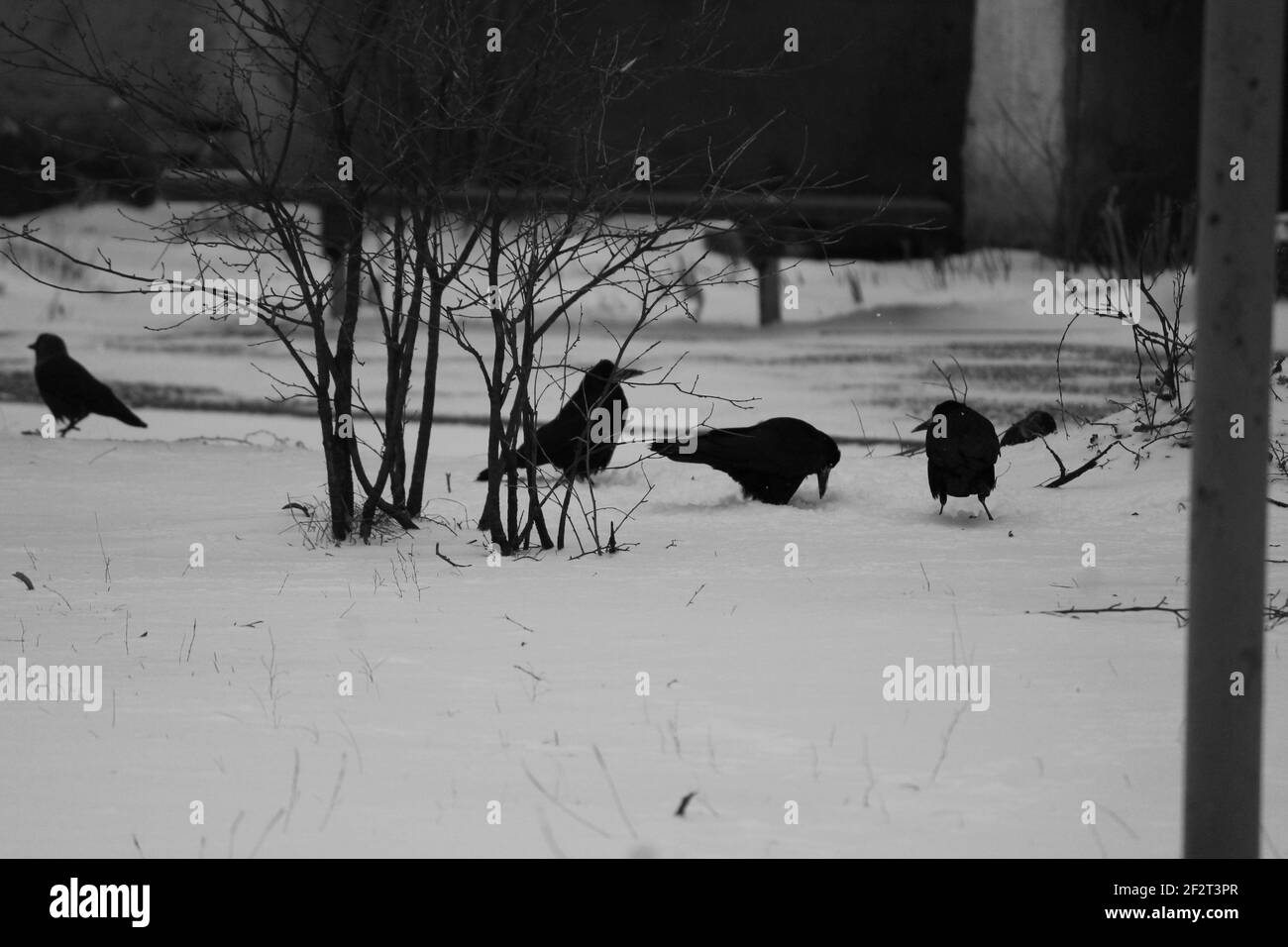 negro gran cuervo jugar en la nieve en invierno frío día Foto de stock