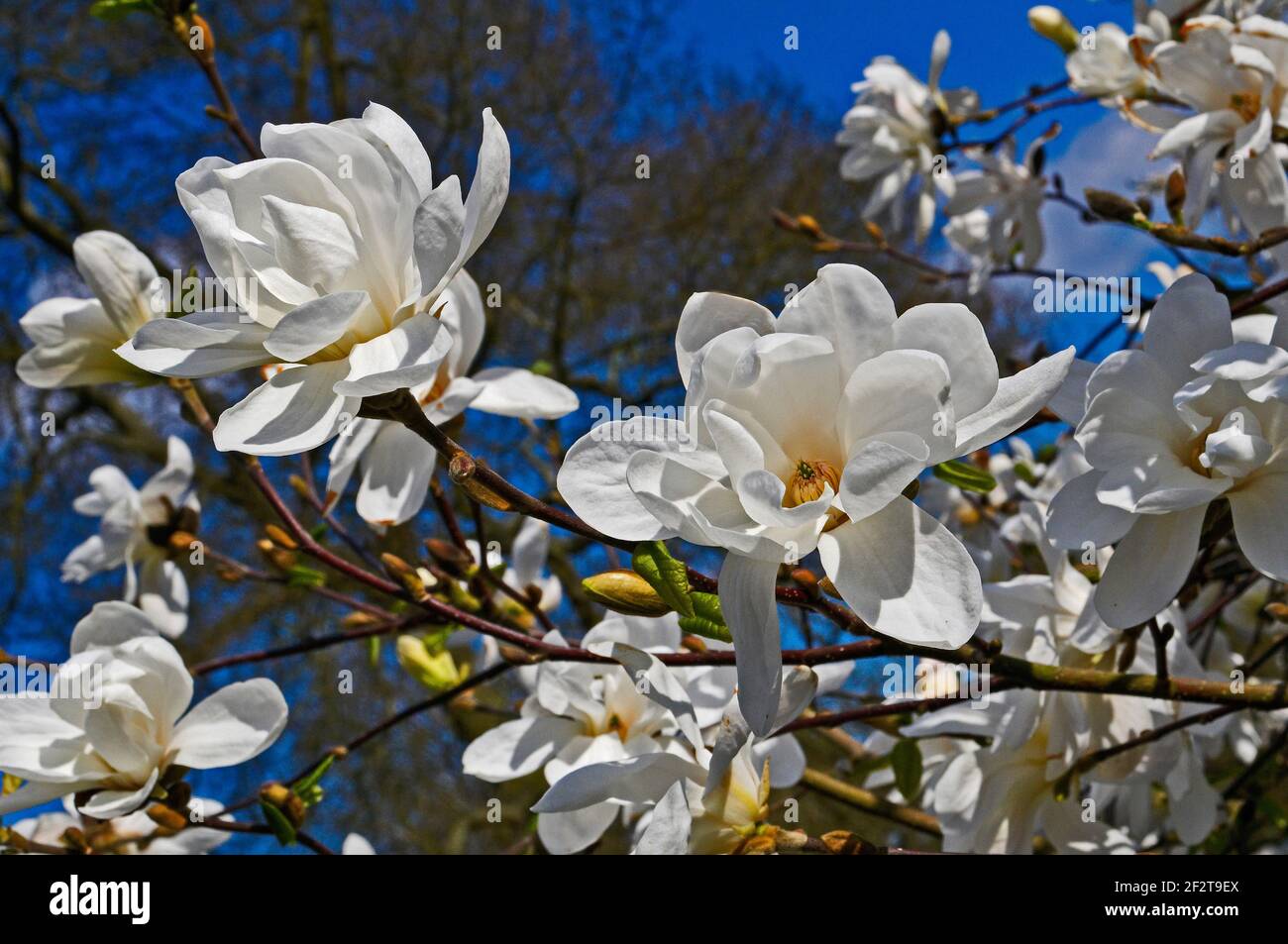 Una primavera, de cerca, vista de la Magnolia 'dos Piedras' en Kew Foto de stock
