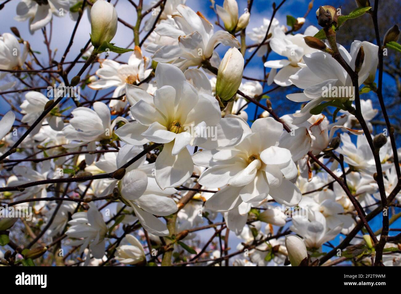 Una primavera, de cerca, vista de una Magnolia dos Piedras Foto de stock