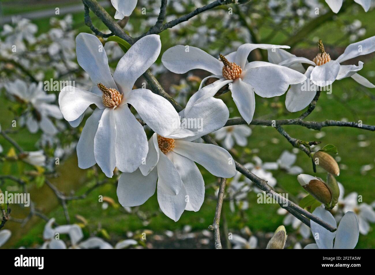 Una primavera, de cerca, vista de la estellata Magnolia en Kew Gardens Foto de stock