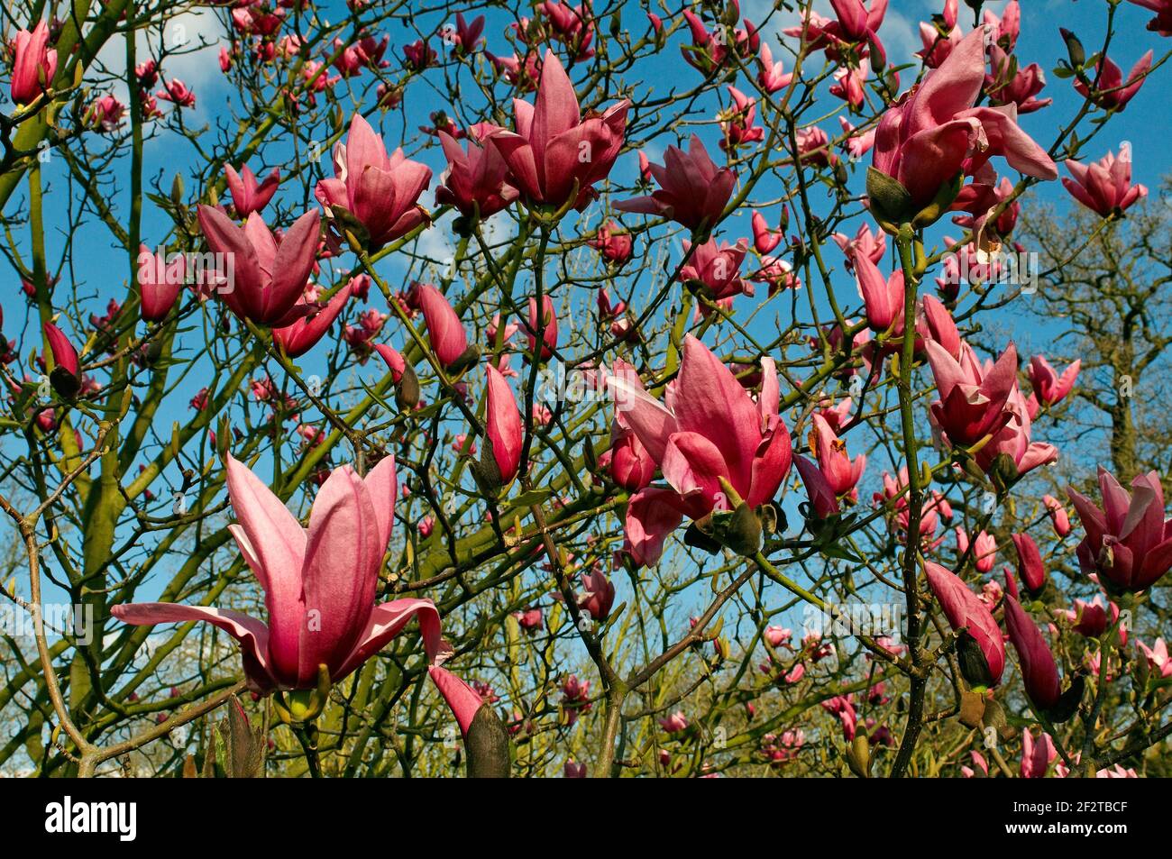 Una vista de primavera de Magnolia 'guerras de las galaxias' en Kew Gardens Foto de stock