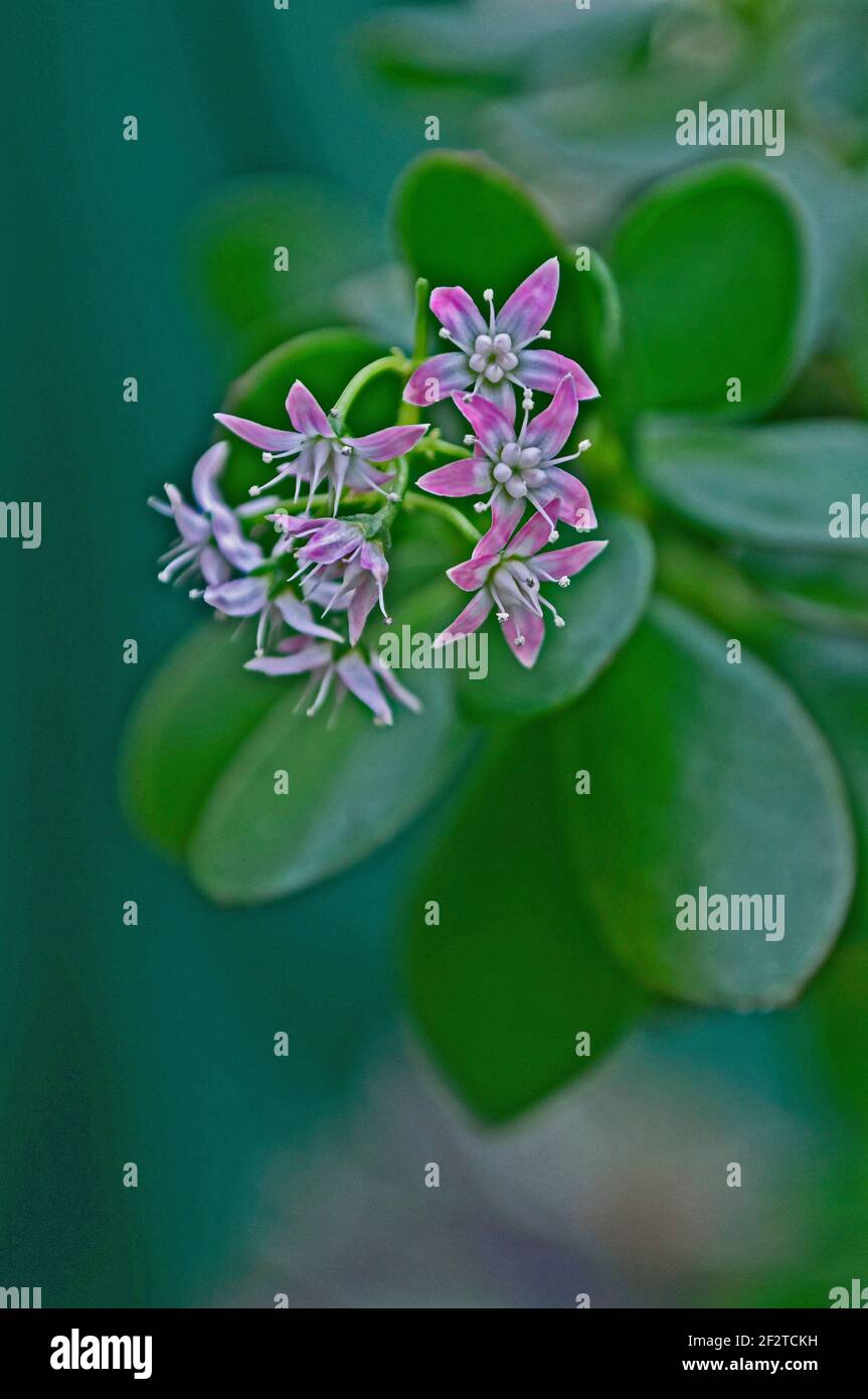 Primer plano de la Crassula ovata en flor Foto de stock