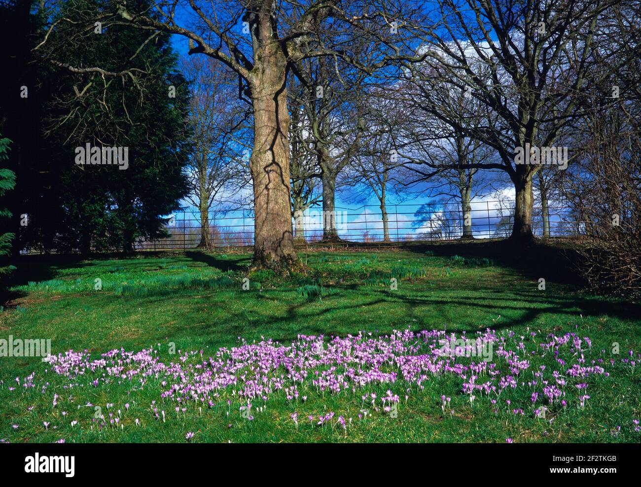Crocus colorido en el parque de primavera de un jardín de bosque Foto de stock
