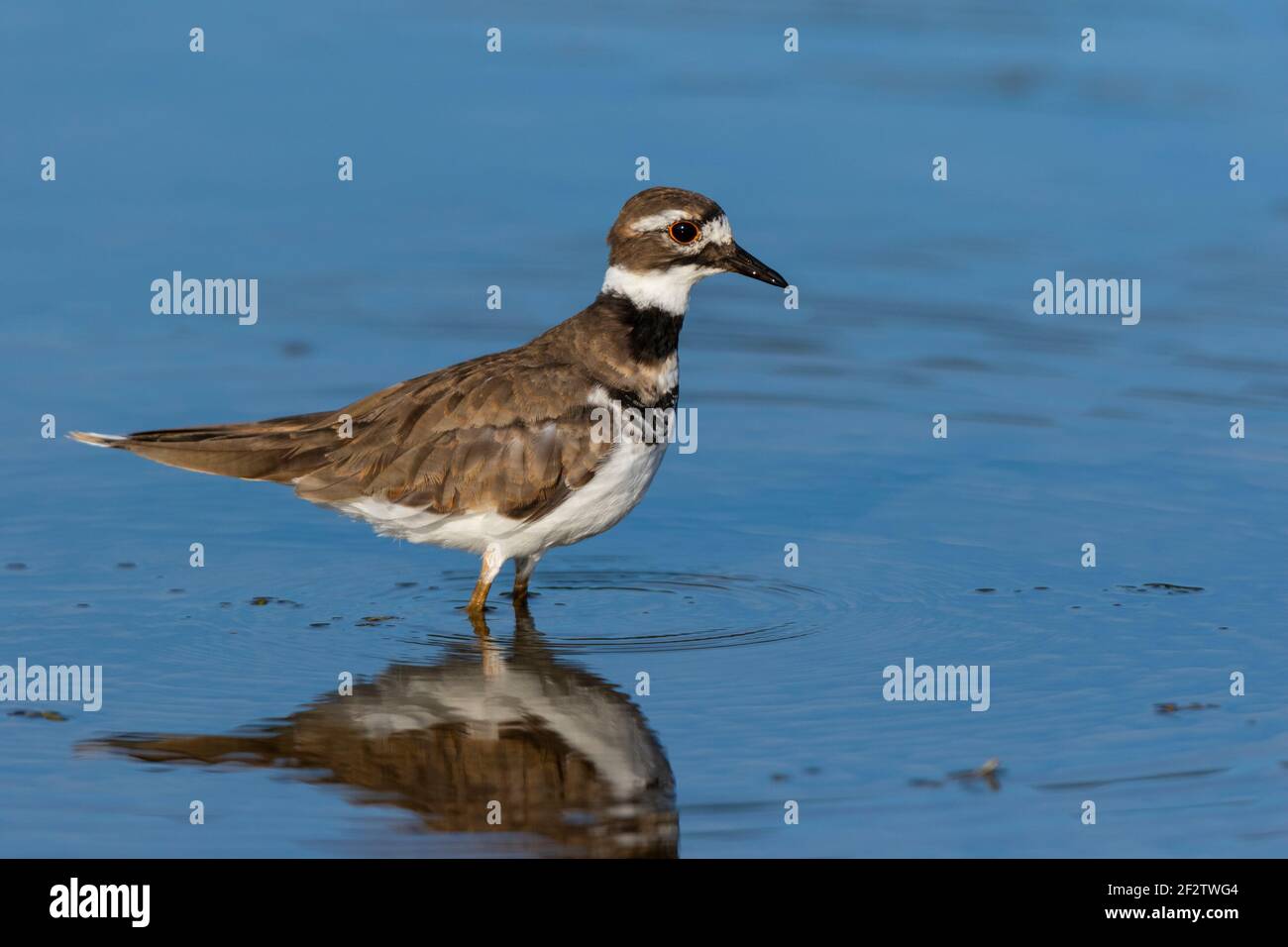 00895-02204 Killdeer (Charadrius vociferus) alimentándose en el humedal Marion Co. IL Foto de stock