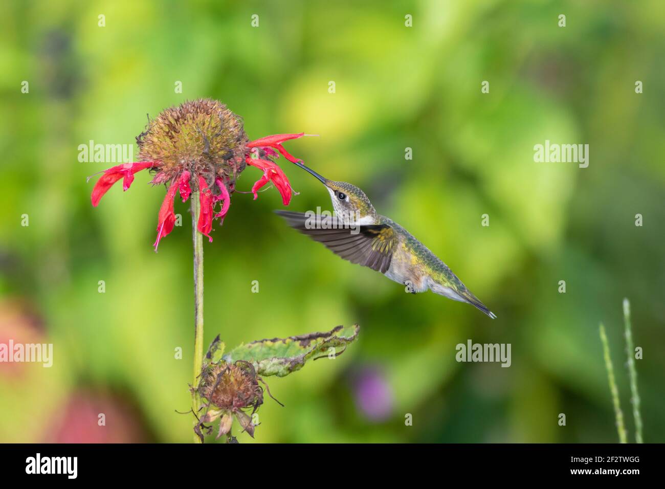 01162-15804 Hummingbird de garganta rubí (Archilochus colubris) en el bálsamo de la abeja roja (Monarda didyma) Marion Co. IL Foto de stock