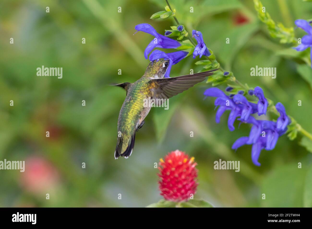 01162-15914 Hummingbird de garganta rubí (Archilochus colubris) en el Blue Ensign Salvia (Salvia guaranitica ' Blue Ensign') Marion Co. IL Foto de stock