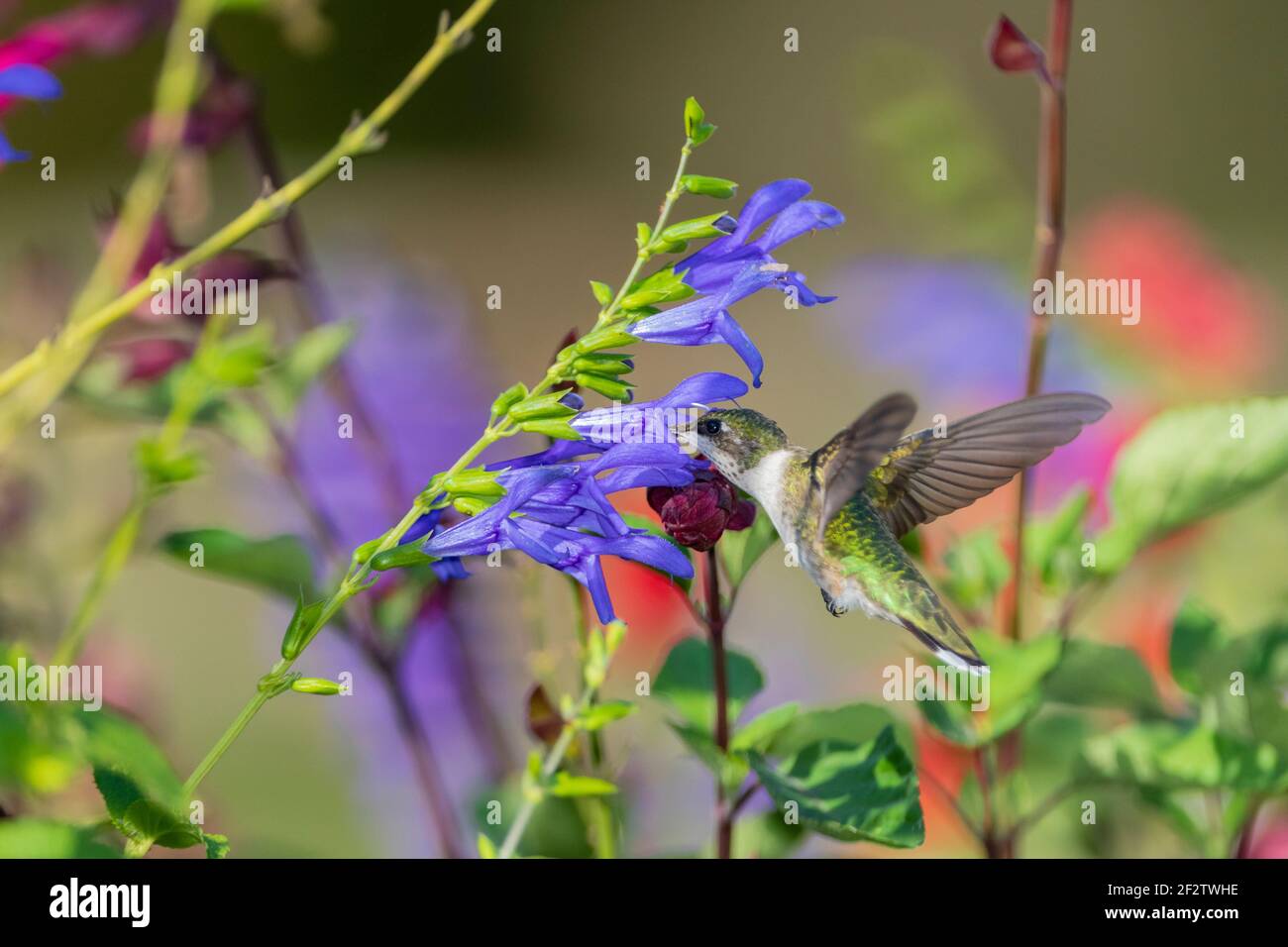01162-16005 Hummingbird de garganta rubí (Archilochus colubris) en el Blue Ensign Salvia (Salvia guaranitica ' Blue Ensign') Marion Co. IL Foto de stock