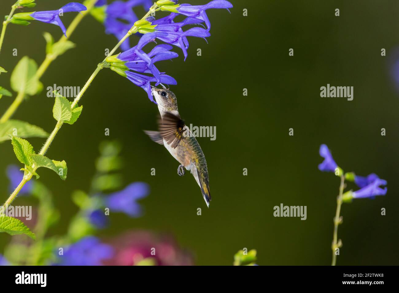 01162-16012 Hummingbird de garganta rubí (Archilochus colubris) en el Blue Ensign Salvia (Salvia guaranitica ' Blue Ensign') Marion Co. IL Foto de stock