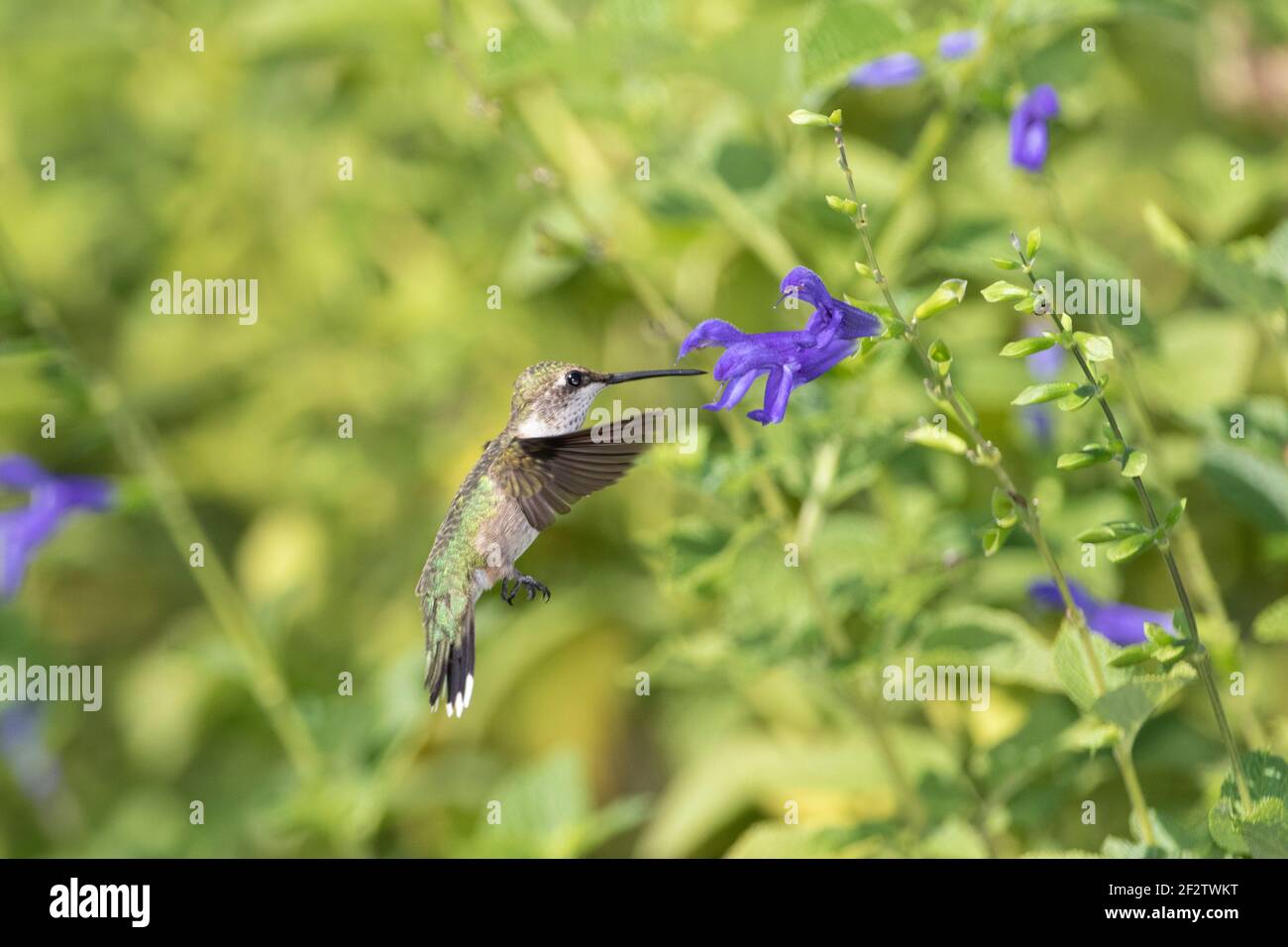 01162-16020 Hummingbird de garganta rubí (Archilochus colubris) en el Blue Ensign Salvia (Salvia guaranitica ' Blue Ensign') Marion Co. IL Foto de stock