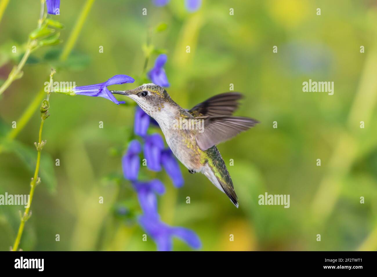 01162-16214 Hummingbird de garganta rubí (Archilochus colubris) en el Blue Ensign Salvia (Salvia guaranitica ' Blue Ensign') Marion Co. IL Foto de stock