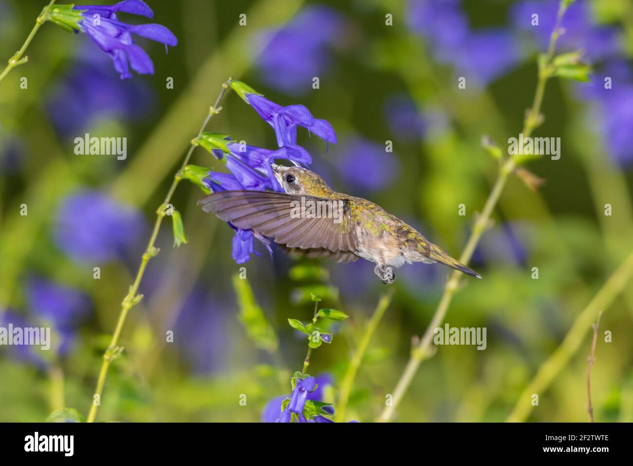 01162-16306 Hummingbird de garganta rubí (Archilochus colubris) en el Blue Ensign Salvia (Salvia guaranitica ' Blue Ensign') Marion Co. IL Foto de stock