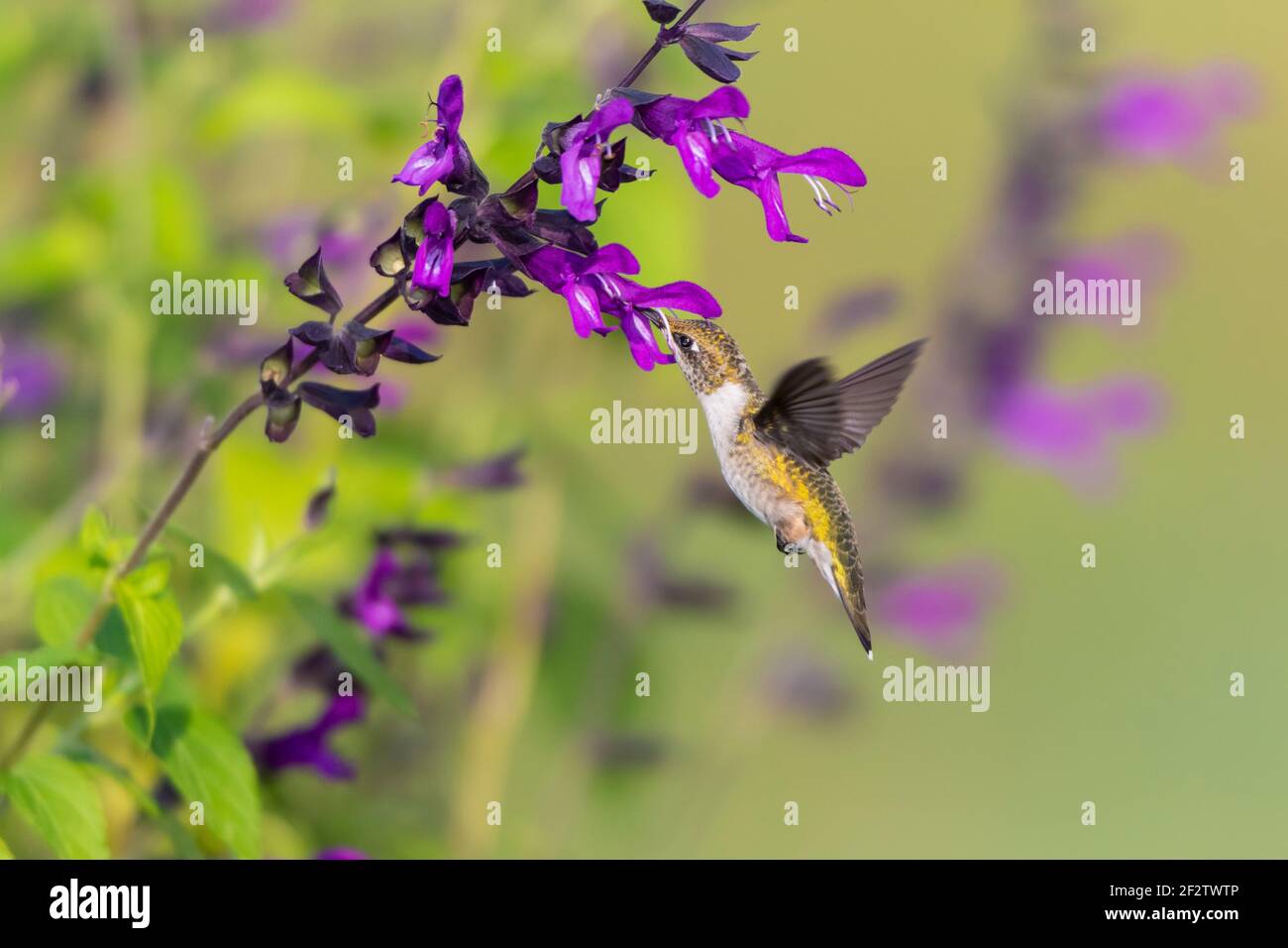 01162-16318 Hummingbird de garganta rubí (Archilochus colubris) en Salvia 'Purple and Bloom' (Salvia guaranitica) Marion Co. IL Foto de stock