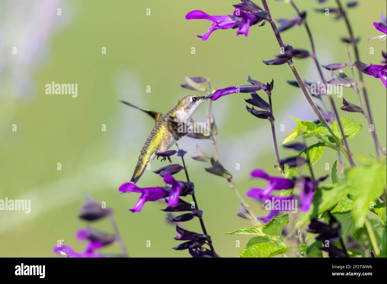 01162-16405 Hummingbird de garganta rubí (Archilochus colubris) en Salvia 'Purple and Bloom' (Salvia guaranitica) Marion Co. IL Foto de stock