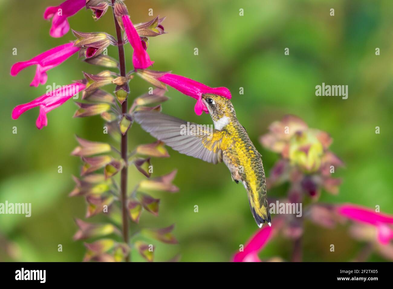 01162-16616 Hummingbird de garganta rubí (Archilochus colubris) en Salvia Fuchsia 'Rockin Fuchsia' (Salvia hybrid) Marion Co. IL Foto de stock