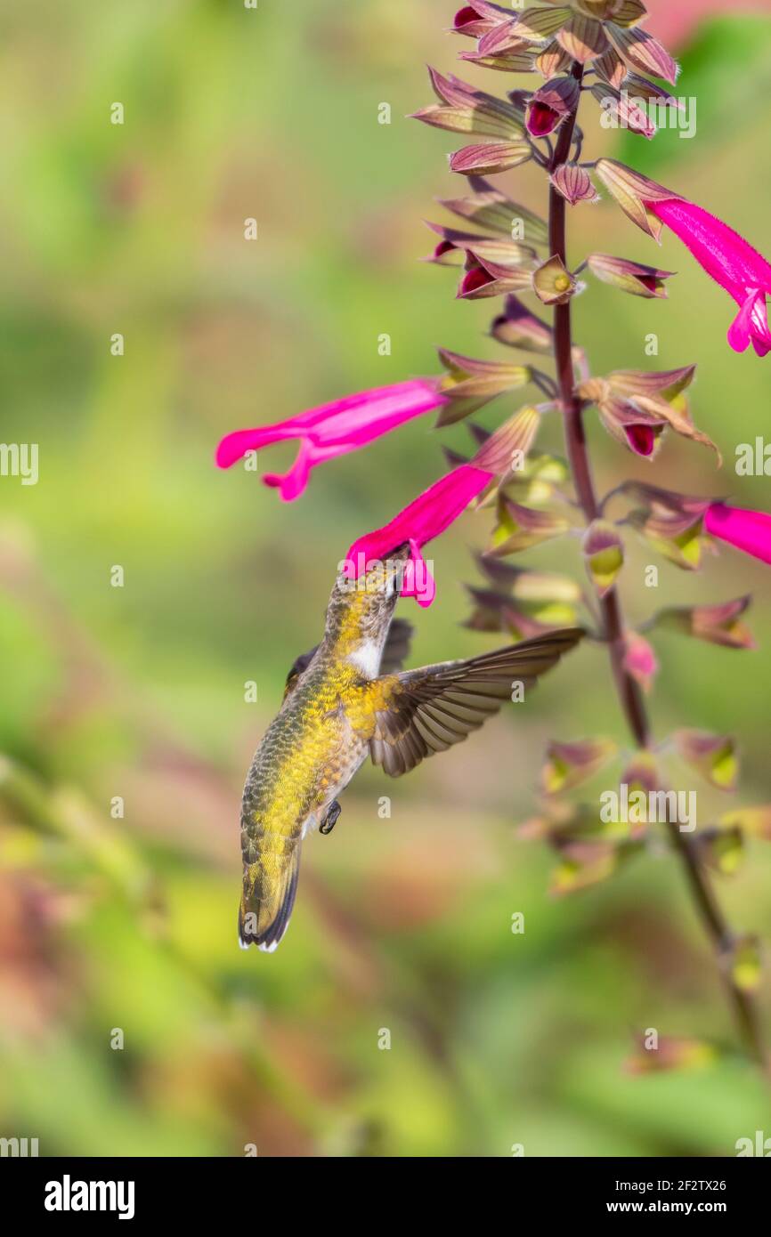 01162-16717 Hummingbird de garganta rubí (Archilochus colubris) en Salvia Fuchsia 'Rockin Fuchsia' (Salvia hybrid) Marion Co. IL Foto de stock